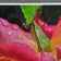 Pink and Gold Bicolor Rose with Raindrops Canvas Wall Art | Authentic Macro Photography | Unframed Horizontal Print