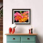 Pink and Gold Bicolor Rose with Raindrops Canvas Wall Art | Authentic Macro Photography | Unframed Horizontal Print