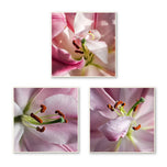 Pink Lily Blossom Canvas Wall Art Set of 3 | Unframed Square Macro Photography Prints | Spring Magic Collection