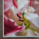 Pink Lily Blossom Canvas Wall Art Set of 3 | Unframed Square Macro Photography Prints | Spring Magic Collection