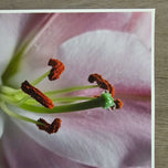 Pink Lily Blossom Canvas Wall Art Set of 3 | Unframed Square Macro Photography Prints | Spring Magic Collection