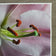Pink Lily Blossom Canvas Wall Art Set of 3 | Unframed Square Macro Photography Prints | Spring Magic Collection