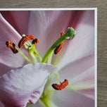 Pink Lily Blossom Canvas Wall Art Set of 3 | Unframed Square Macro Photography Prints | Spring Magic Collection
