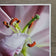 Pink Lily Blossom Canvas Wall Art Set of 3 | Unframed Square Macro Photography Prints | Spring Magic Collection