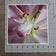 Pink Lily Blossom Canvas Wall Art Set of 3 | Unframed Square Macro Photography Prints | Spring Magic Collection