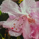 Kissed by Rain — Pink Rhododendrons with Raindrops | Canvas Wall Art Set of 4 | Pacific Northwest Macro Photography | Unframed Horizontal Prints | Biophilic Home Decor