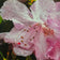 Kissed by Rain — Pink Rhododendrons with Raindrops | Canvas Wall Art Set of 4 | Pacific Northwest Macro Photography | Unframed Horizontal Prints | Biophilic Home Decor
