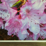 Kissed by Rain — Pink Rhododendrons with Raindrops | Canvas Wall Art Set of 4 | Pacific Northwest Macro Photography | Unframed Horizontal Prints | Biophilic Home Decor
