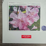 Kissed by Rain — Pink Rhododendrons with Raindrops | Canvas Wall Art Set of 4 | Pacific Northwest Macro Photography | Unframed Horizontal Prints | Biophilic Home Decor