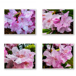 Kissed by Rain — Pink Rhododendrons with Raindrops | Canvas Wall Art Set of 4 | Pacific Northwest Macro Photography | Unframed Horizontal Prints | Biophilic Home Decor