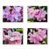 Kissed by Rain — Pink Rhododendrons with Raindrops | Canvas Wall Art Set of 4 | Pacific Northwest Macro Photography | Unframed Horizontal Prints | Biophilic Home Decor