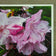 Kissed by Rain — Pink Rhododendrons with Raindrops | Canvas Wall Art Set of 4 | Pacific Northwest Macro Photography | Unframed Horizontal Prints | Biophilic Home Decor