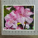 Kissed by Rain — Pink Rhododendrons with Raindrops | Canvas Wall Art Set of 4 | Pacific Northwest Macro Photography | Unframed Horizontal Prints | Biophilic Home Decor