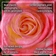 For Rose Lovers — Pink Rose Closeup Photography | Unframed Square Canvas Wall Art Print for Living Room