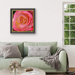 For Rose Lovers — Pink Rose Closeup Photography | Unframed Square Canvas Wall Art Print for Living Room