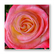 For Rose Lovers — Pink Rose Closeup Photography | Unframed Square Canvas Wall Art Print for Living Room