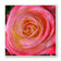 For Rose Lovers — Pink Rose Closeup Photography | Unframed Square Canvas Wall Art Print for Living Room