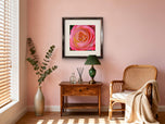 For Rose Lovers — Pink Rose Closeup Photography | Unframed Square Canvas Wall Art Print for Living Room