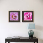 For Rose Lovers - Pink Roses Macro Photography | Unframed Square Canvas Wall Art Set of 4 for Living Room