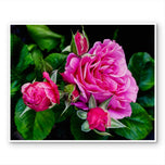 For Rose Lovers - Pink Roses Closeup Photography | Unframed Horizontal Canvas Wall Art Print for Living Room