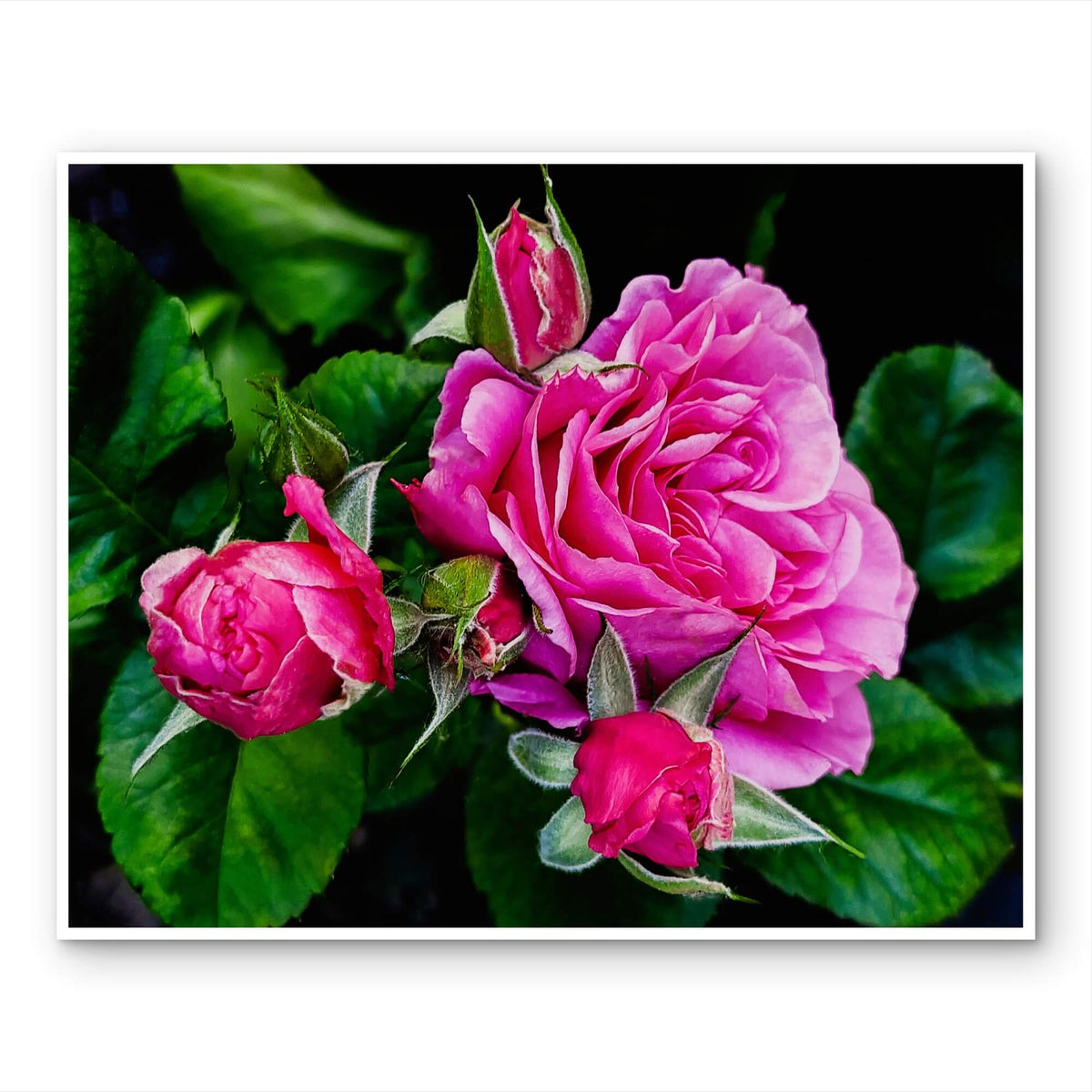 For Rose Lovers - Pink Roses Closeup Photography