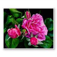 For Rose Lovers - Pink Roses Closeup Photography | Unframed Horizontal Canvas Wall Art Print for Living Room