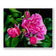 For Rose Lovers - Pink Roses Closeup Photography | Unframed Horizontal Canvas Wall Art Print for Living Room