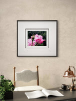 For Rose Lovers — Pink Rainy Roses Closeup Photography | Unframed Canvas Wall Art Set of 4 for Living Room