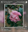 For Rose Lovers — Pink Rainy Roses Closeup Photography | Unframed Canvas Wall Art Set of 4 for Living Room