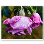 For Rose Lovers — Pink Rainy Roses Closeup Photography | Unframed Canvas Wall Art Set of 4 for Living Room