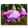 For Rose Lovers — Pink Rainy Roses Closeup Photography | Unframed Canvas Wall Art Set of 4 for Living Room