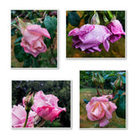 For Rose Lovers — Pink Rainy Roses Closeup Photography | Unframed Canvas Wall Art Set of 4 for Living Room