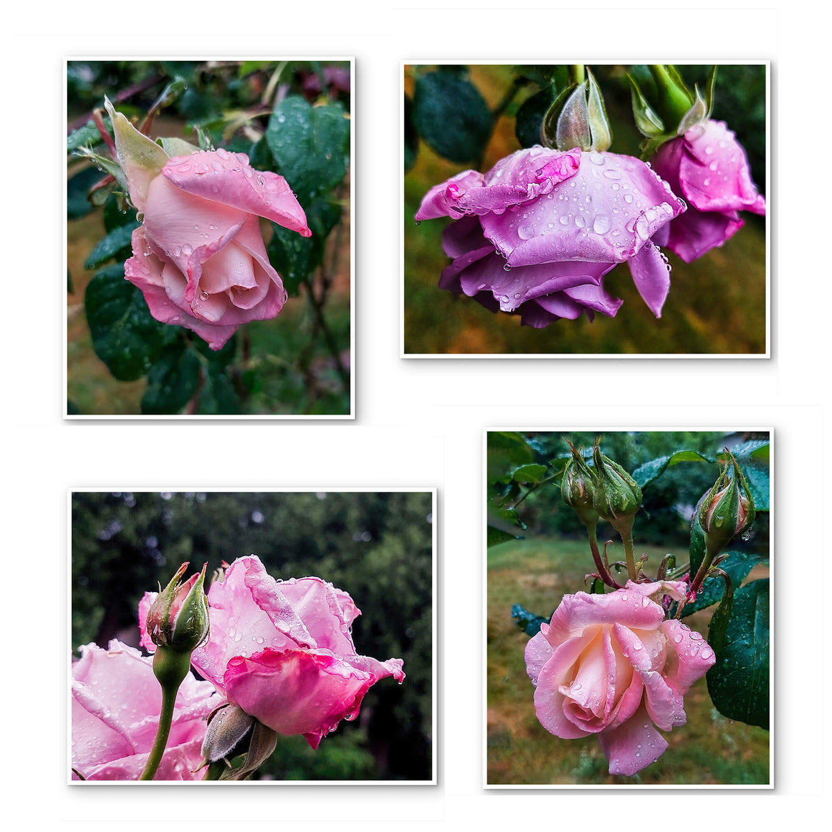For Rose Lovers — Pink Rainy Roses Closeup Photography