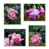 For Rose Lovers — Pink Rainy Roses Closeup Photography | Unframed Canvas Wall Art Set of 4 for Living Room