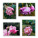 For Rose Lovers — Pink Rainy Roses Closeup Photography | Unframed Canvas Wall Art Set of 4 for Living Room