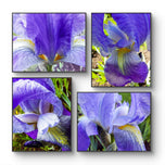 Purple Iris Canvas Print Set of 4 | Step Inside Spring's Most Dramatic Bloom | Authentic Macro Photography | Biophilic Horizontal & Vertical Wall Art