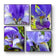 Purple Iris Canvas Print Set of 4 | Step Inside Spring's Most Dramatic Bloom | Authentic Macro Photography | Biophilic Horizontal & Vertical Wall Art