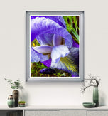 Purple Iris Canvas Print Set of 4 | Step Inside Spring's Most Dramatic Bloom | Authentic Macro Photography | Biophilic Horizontal & Vertical Wall Art