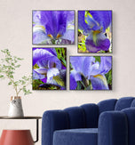 Purple Iris Canvas Print Set of 4 | Step Inside Spring's Most Dramatic Bloom | Authentic Macro Photography | Biophilic Horizontal & Vertical Wall Art