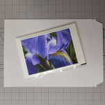 Purple Iris Canvas Print Set of 4 | Step Inside Spring's Most Dramatic Bloom | Authentic Macro Photography | Biophilic Horizontal & Vertical Wall Art
