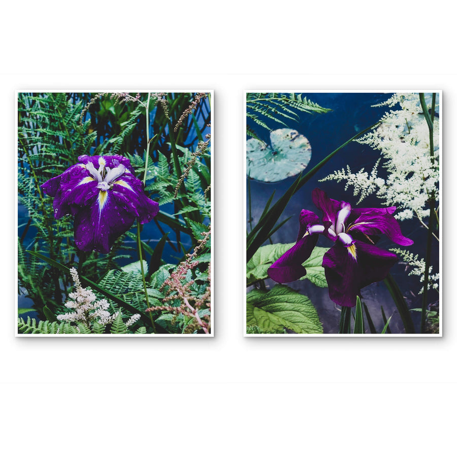 Summer Brilliance — Purple Iris Flower Photography