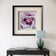 For Rose Lovers — Purple Rose Closeup Photography | Unframed Square Canvas Wall Art Print for Living Room