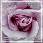 For Rose Lovers — Purple Rose Closeup Photography | Unframed Square Canvas Wall Art Print for Living Room