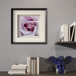 For Rose Lovers — Purple Rose Closeup Photography | Unframed Square Canvas Wall Art Print for Living Room
