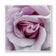 For Rose Lovers — Purple Rose Closeup Photography | Unframed Square Canvas Wall Art Print for Living Room