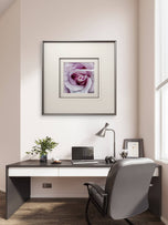 For Rose Lovers — Purple Rose Closeup Photography | Unframed Square Canvas Wall Art Print for Living Room