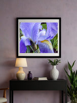 Digital 5 Prints 2x3, 3x4, 4x5, 5x7, 11x14 Ratios | Purple Iris Flower Authentic Macro Photography | Instant Download for Home Wall Art Decor & Multi-Device Wallpapers