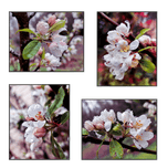 Rainy Apple Blossom Macro Photography Canvas Set of 4 | Unframed Vertical & Horizontal Spring Wall Art | Biophilic Décor for Living Room, Bedroom & Office