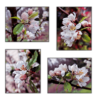 files/Rainy-Apple-Blossom-Canvas-Wall-Art-Set-of-4-Unframed-Prints.png
