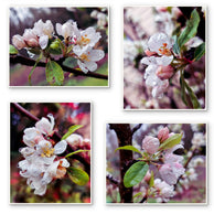 files/Rainy-Apple-Blossom-Canvas-Wall-Art-Set-of-4-Unframed.jpg